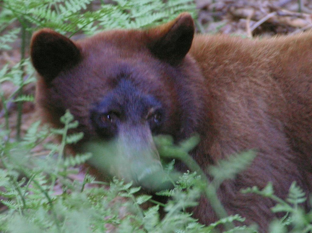 Bear 7