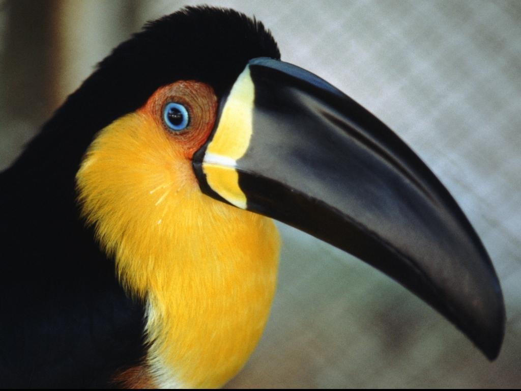 Bird 14