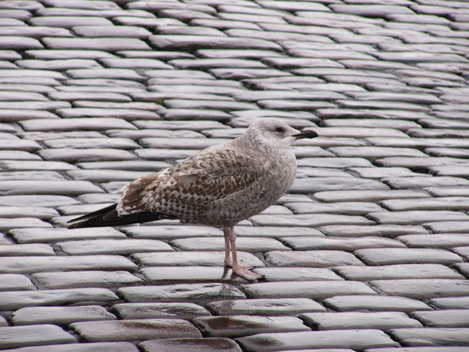 Bird 24