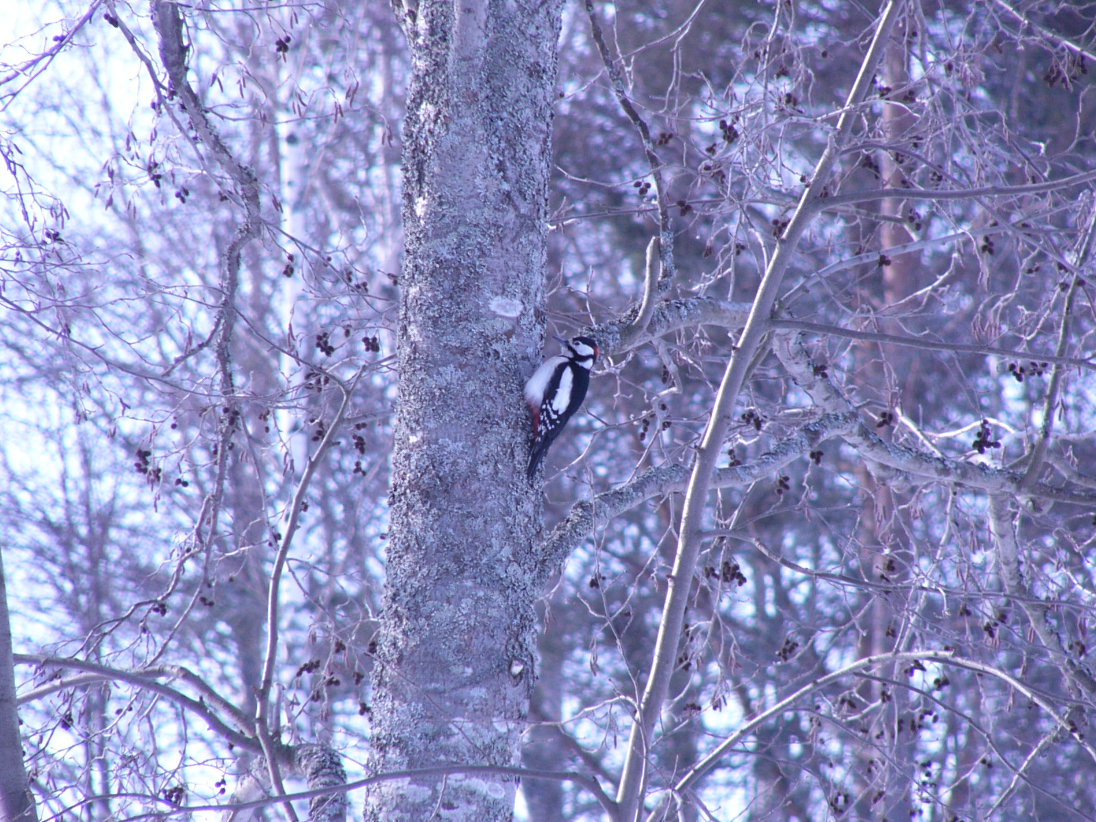 Bird 25