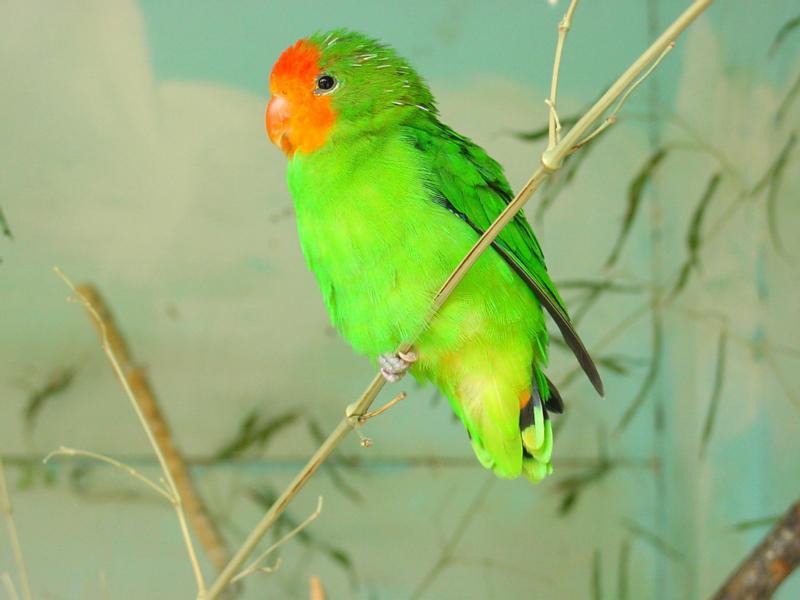 birds wallpapers. Bird 26 wallpaper