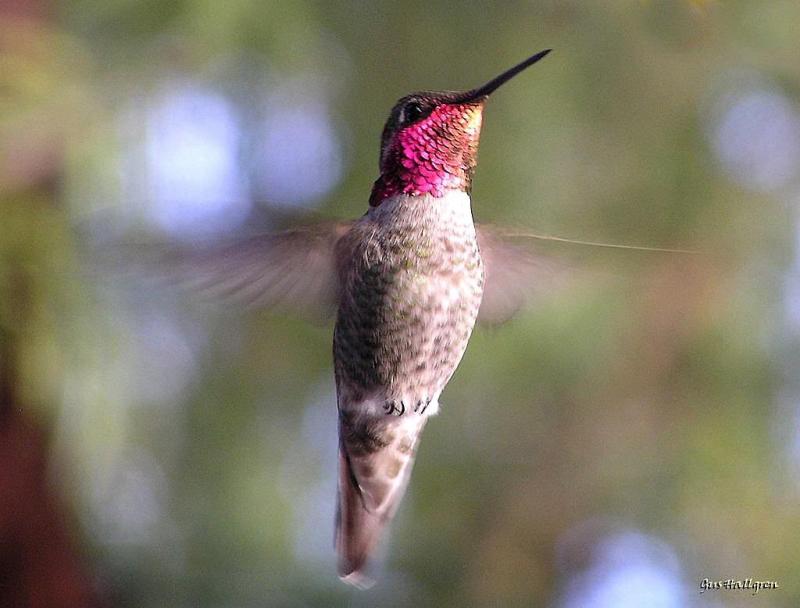 Bird 27