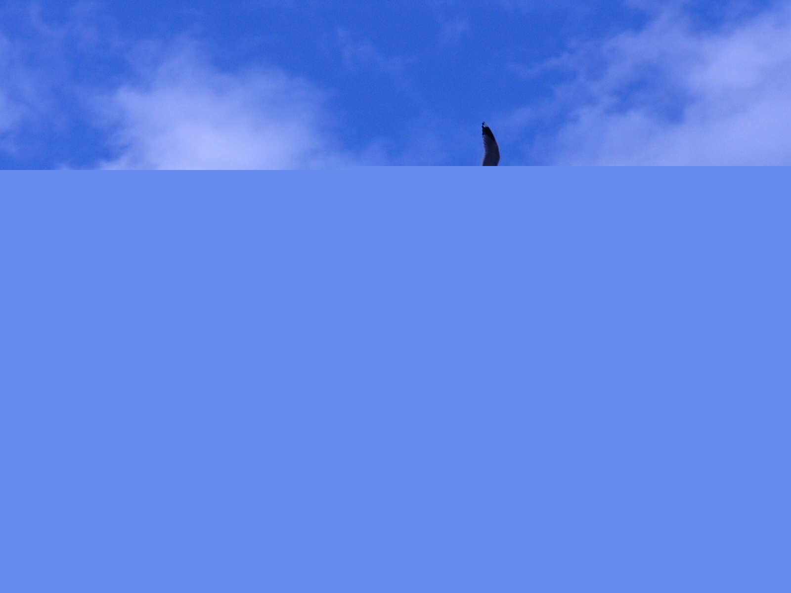 Bird 28