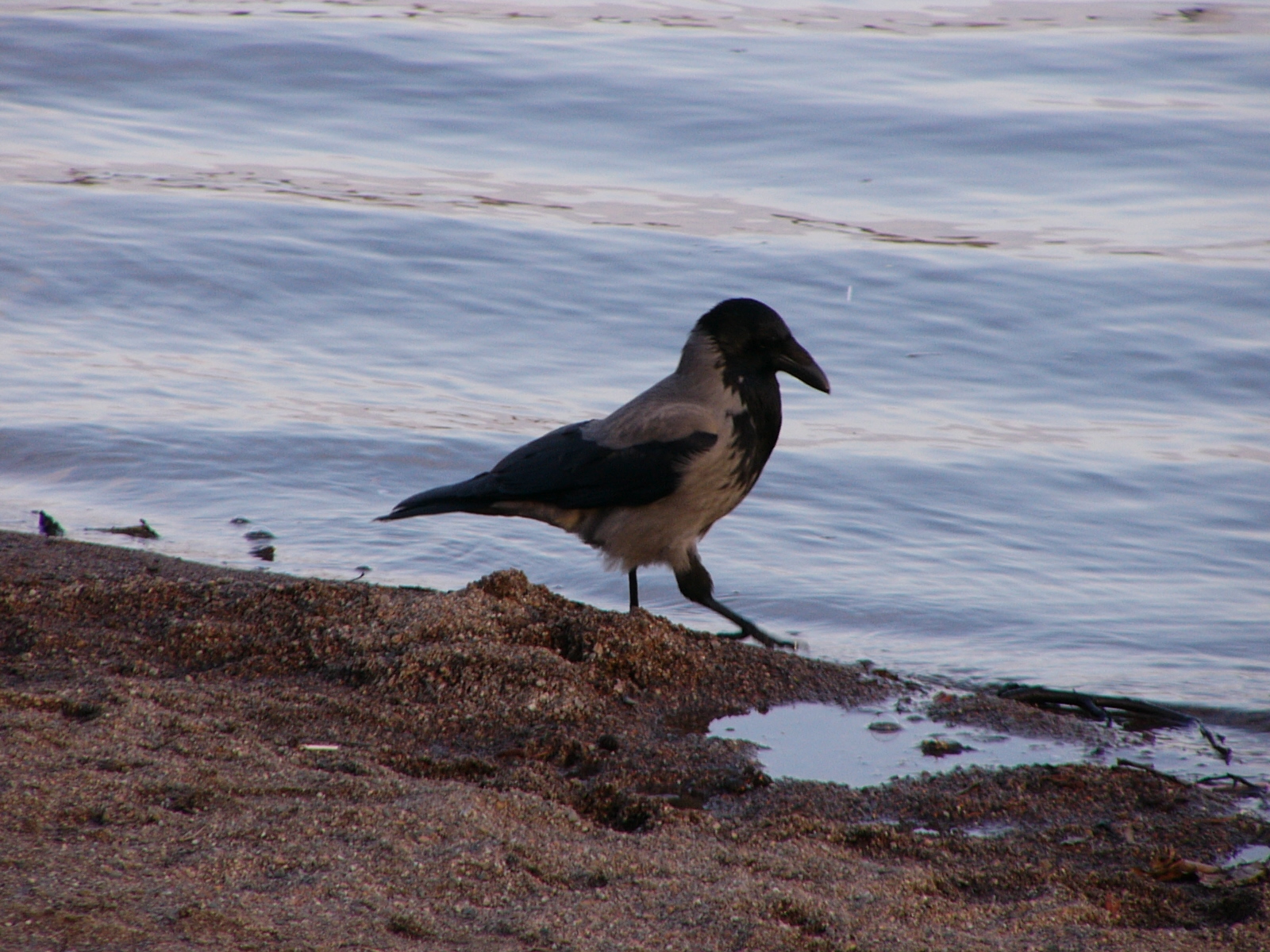 Bird 31