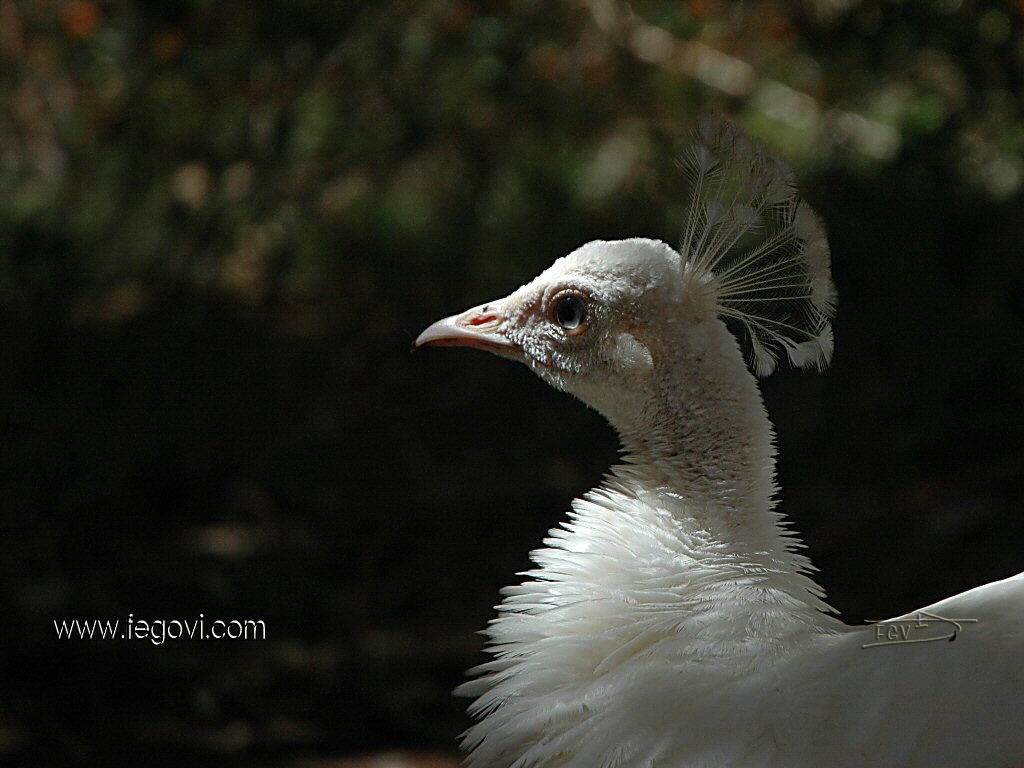 Bird 35