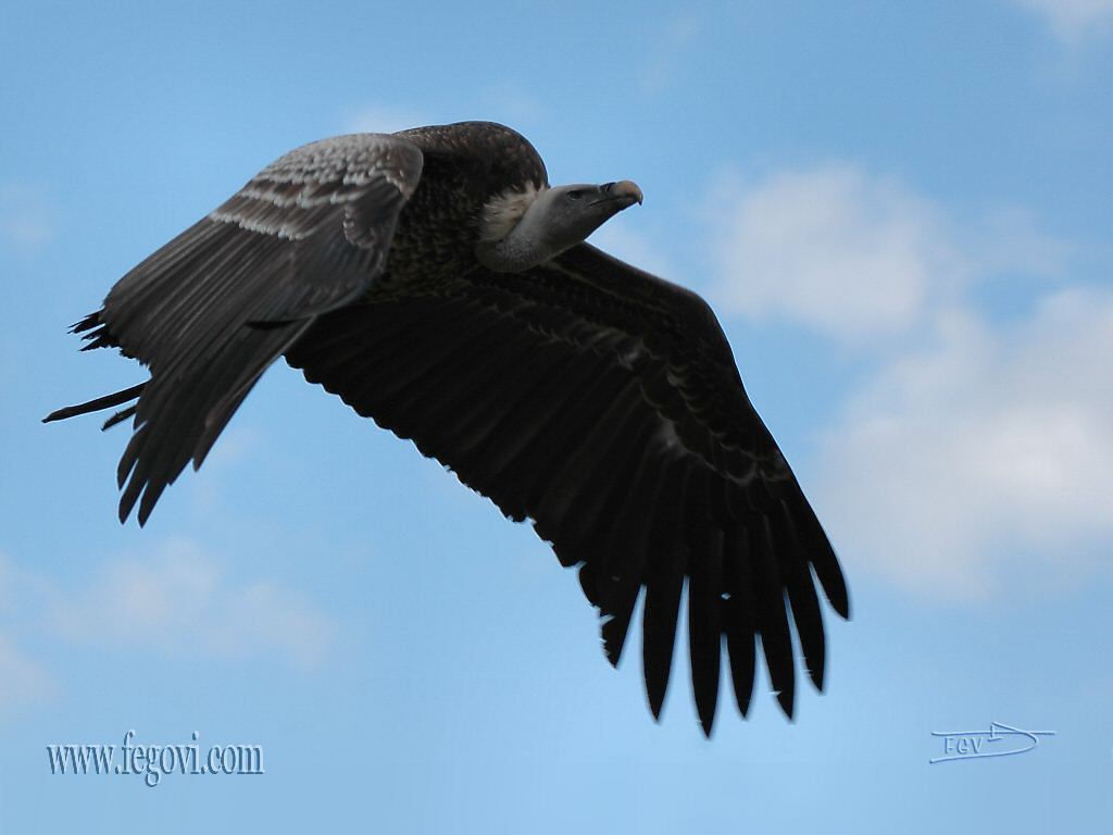 Bird 36