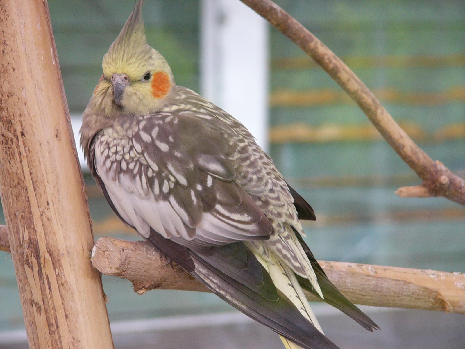 Bird 49
