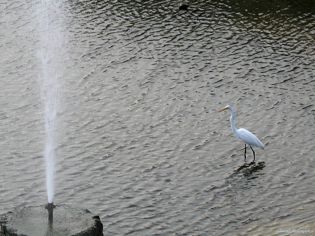 Burd 51