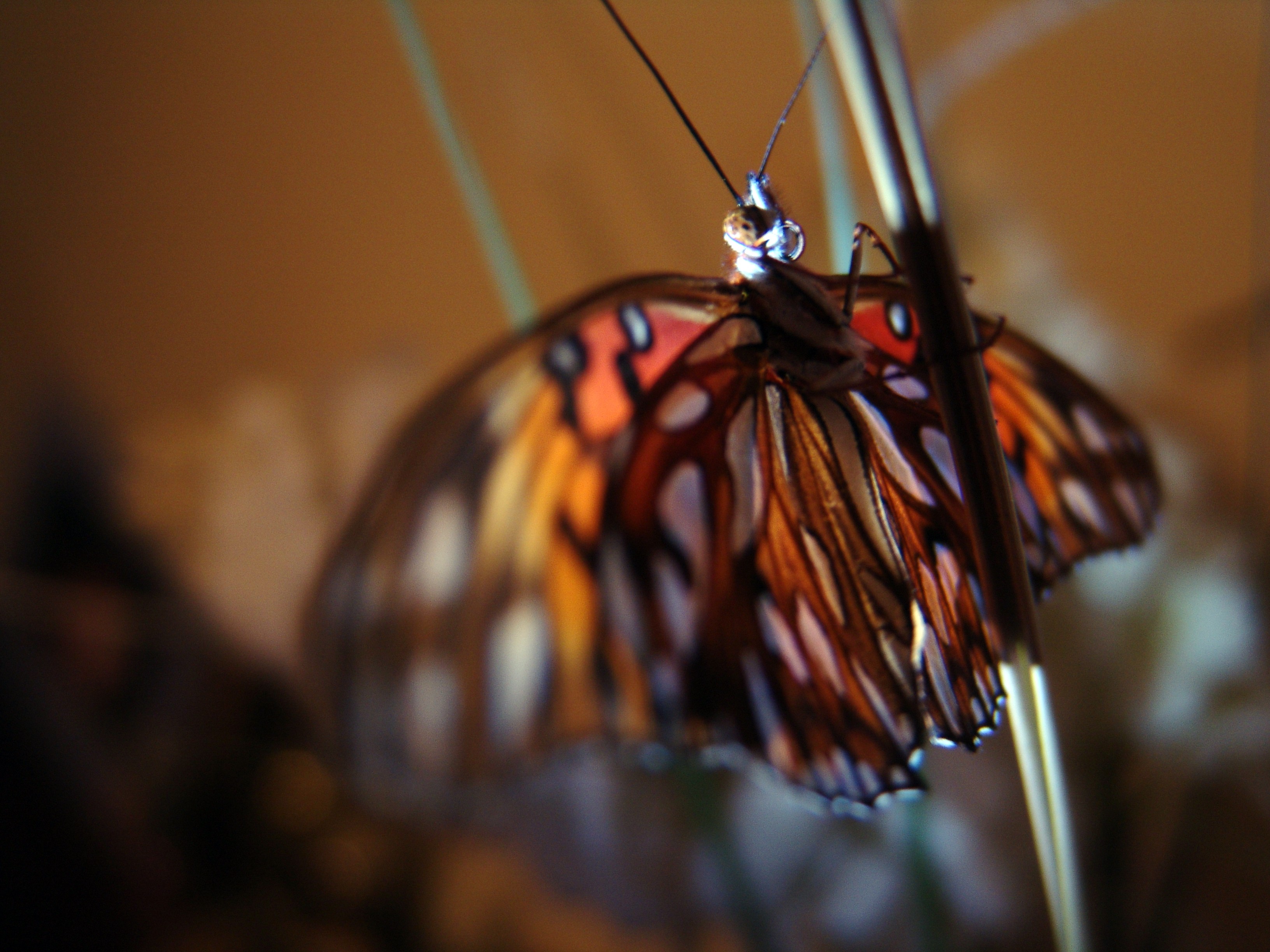 Butterfly 11