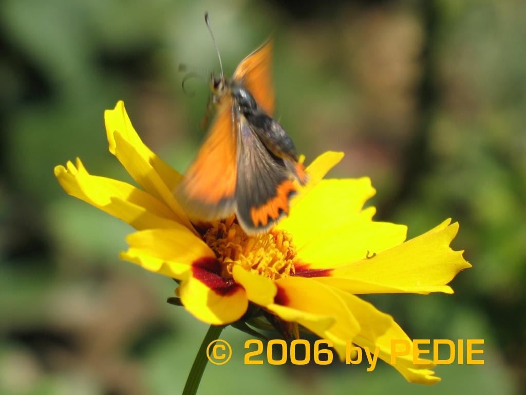 Butterfly 18