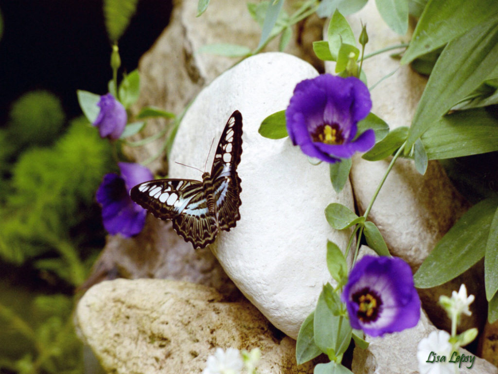 Butterfly 8