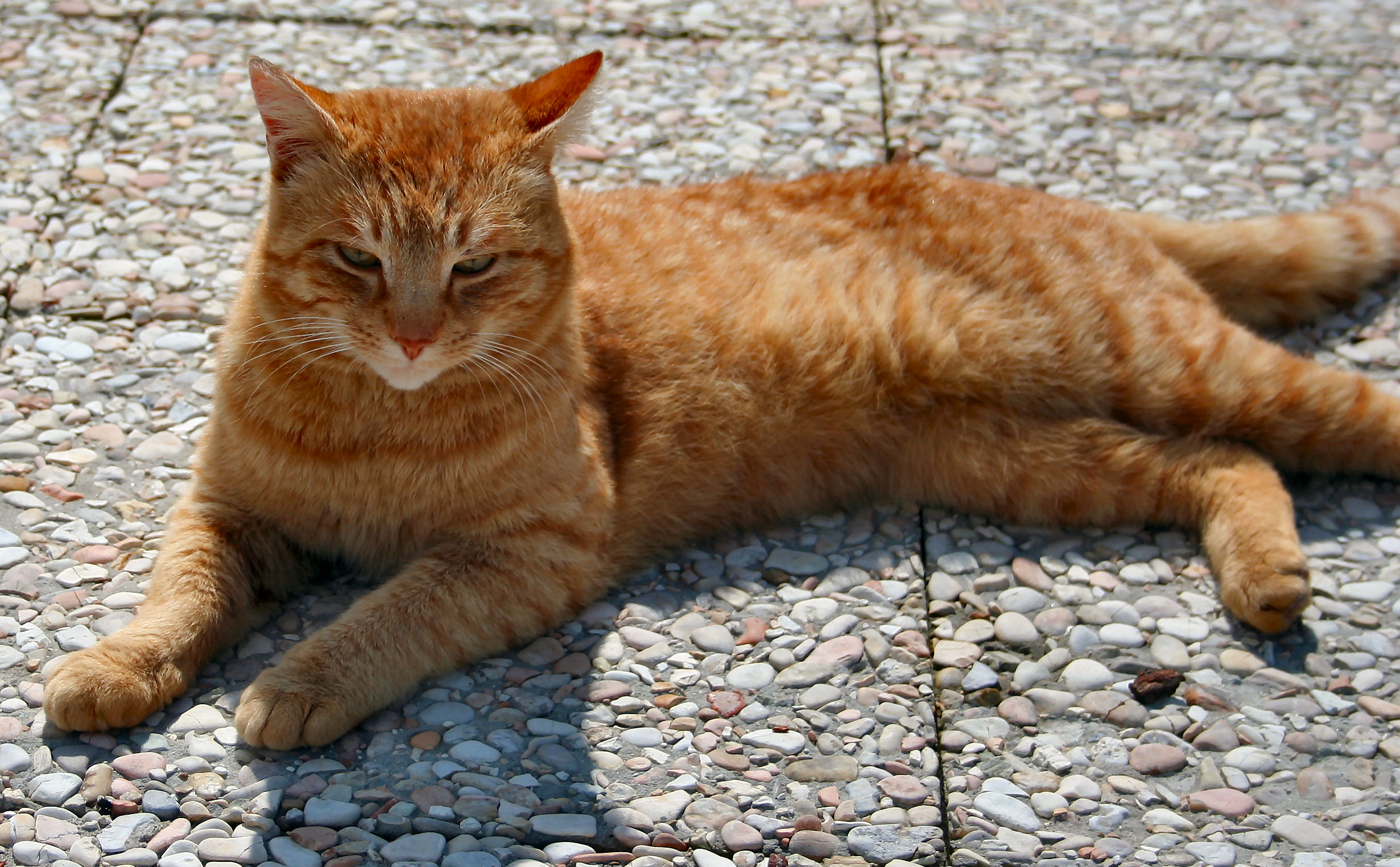 Cat 26