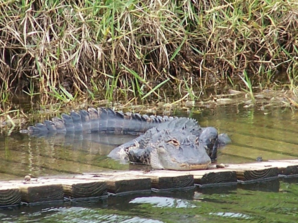 Crocodile 4