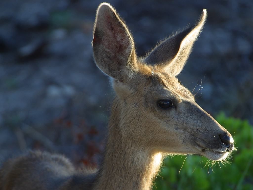 Deer 1