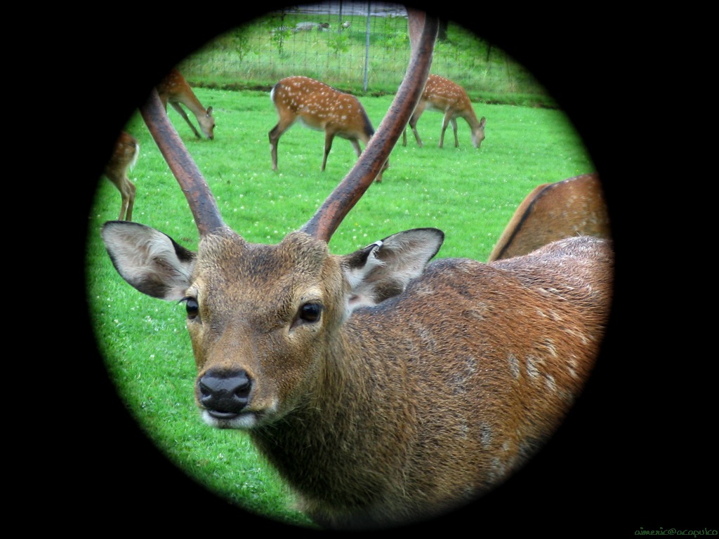 Deer 7