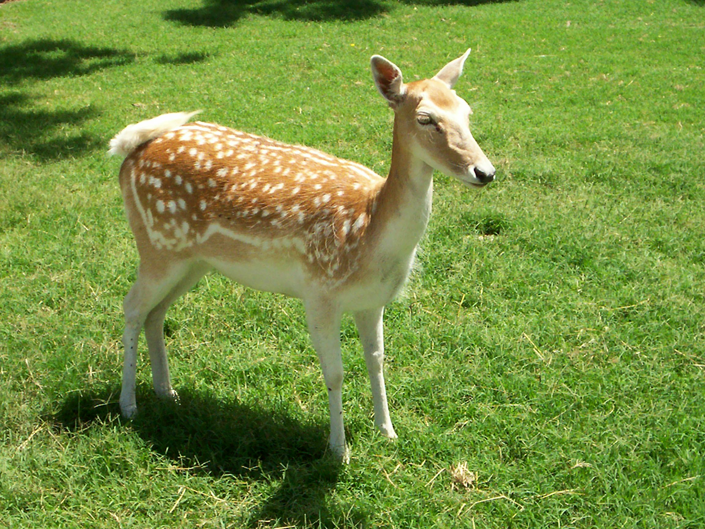Deer 9