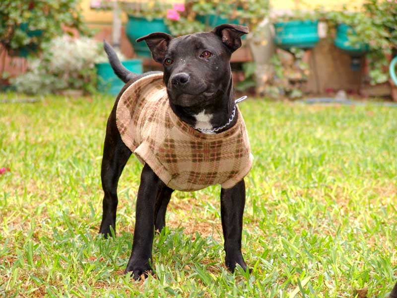 Dog 10