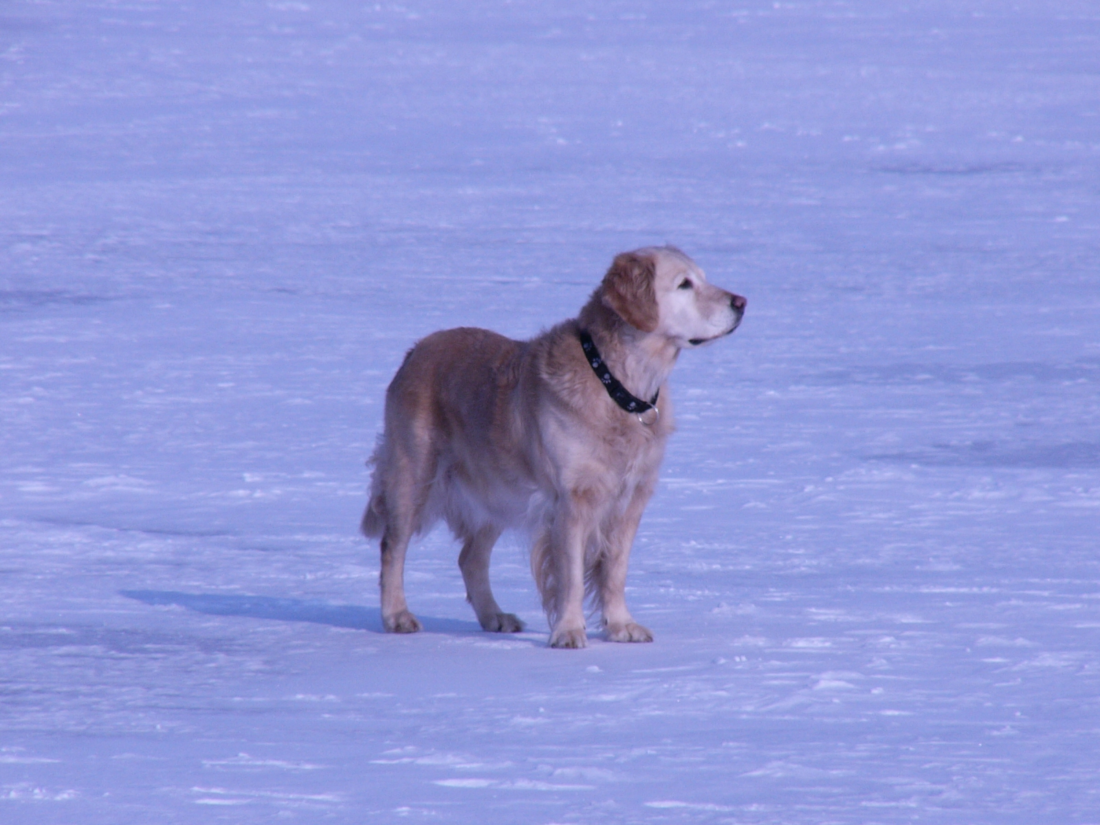 Dog 13