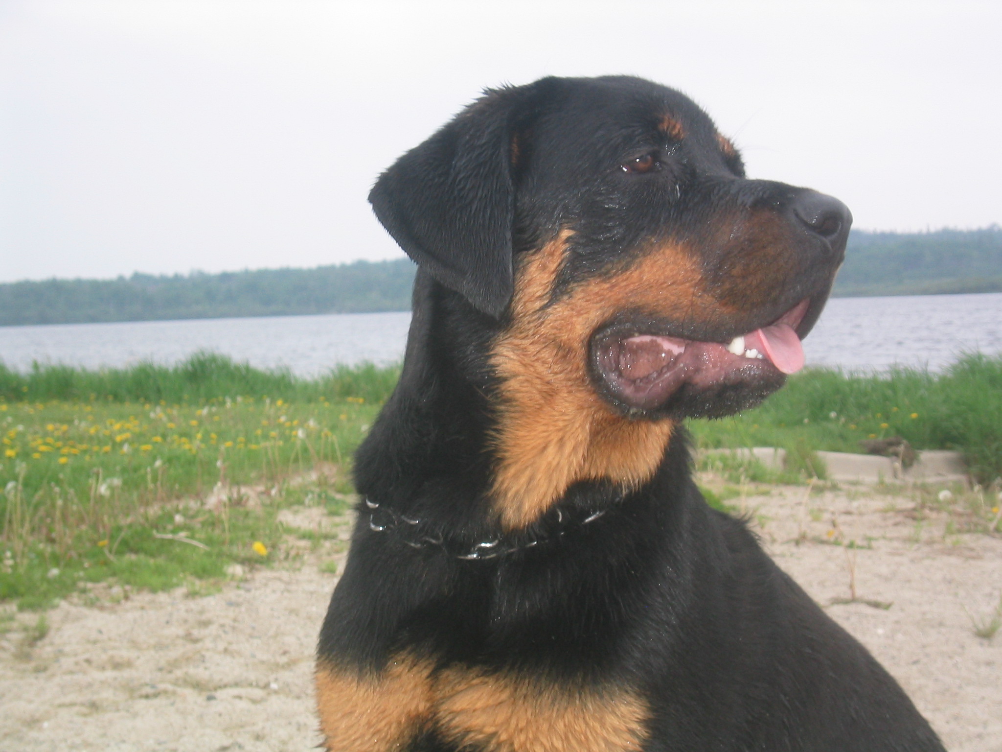 Dog 27