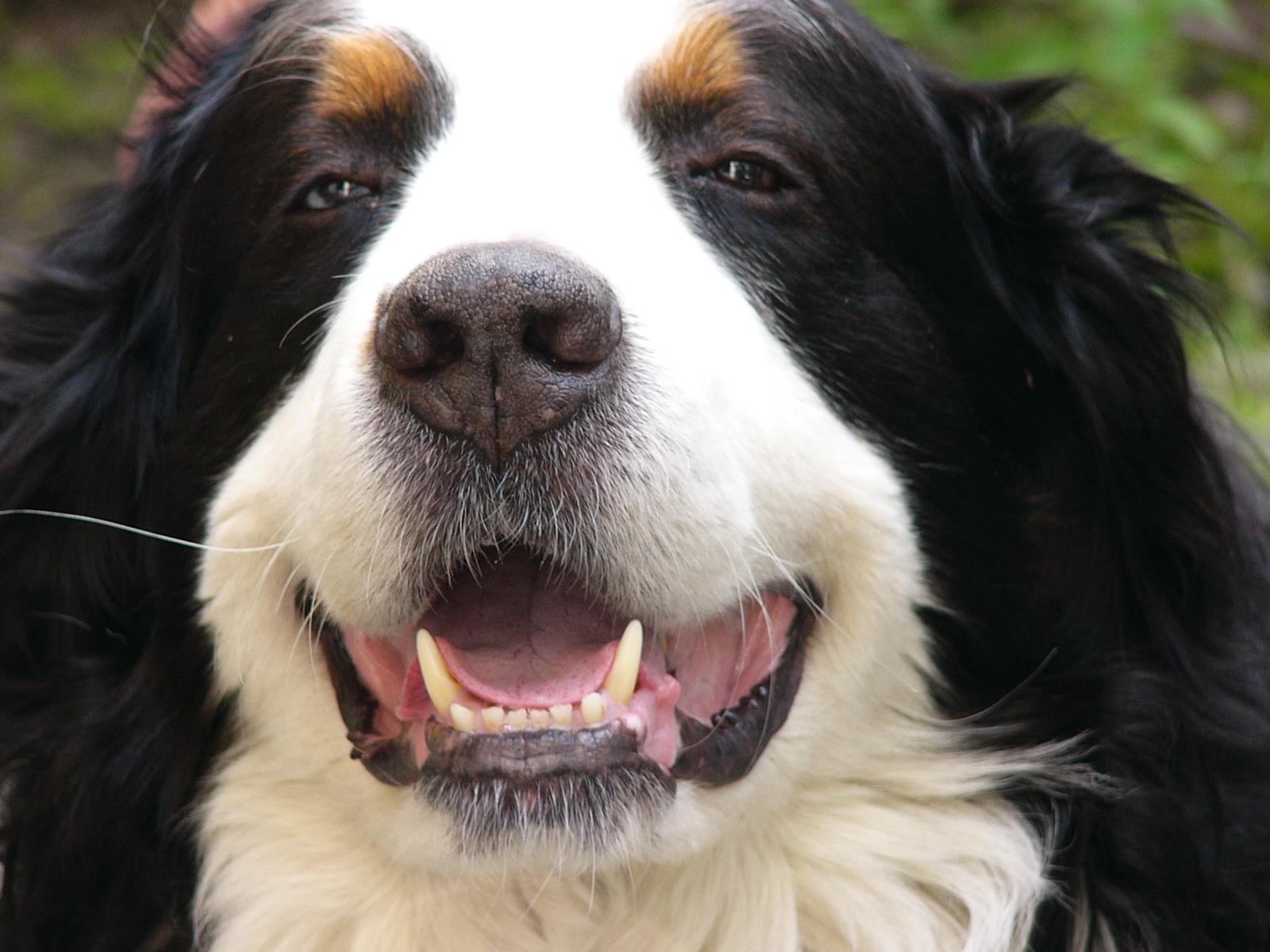Dog 28