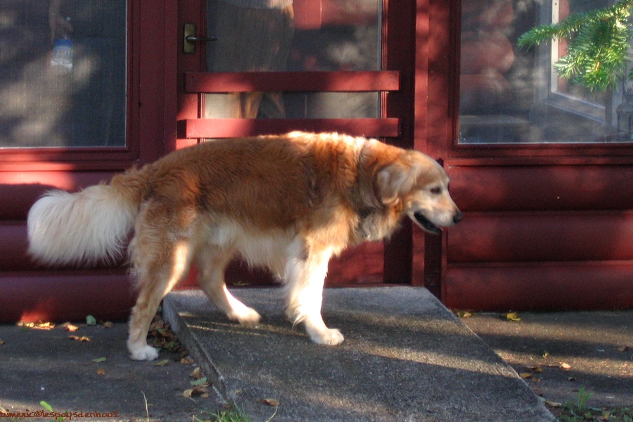 Dog 30