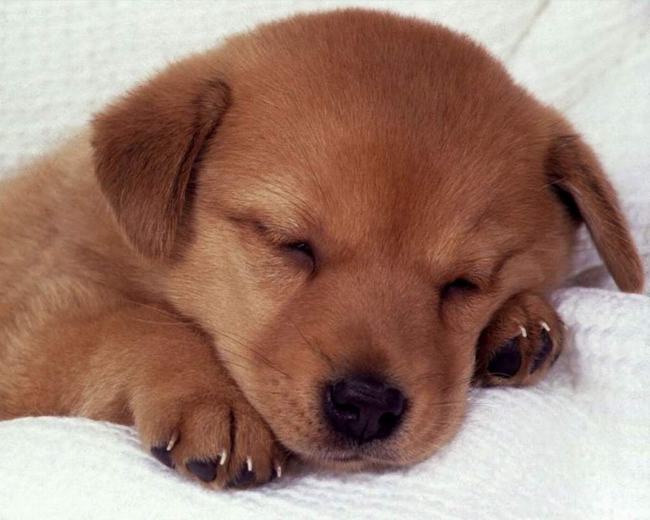 Dog+pictures+wallpaper