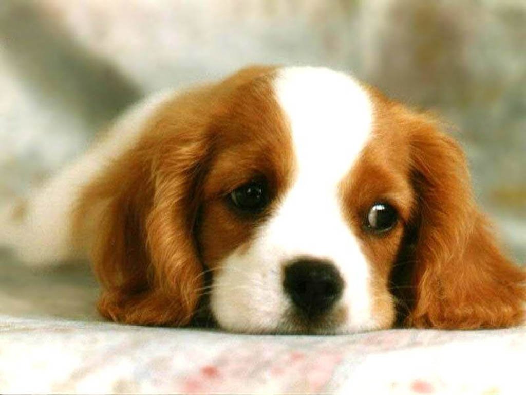 Dog+pictures+wallpaper