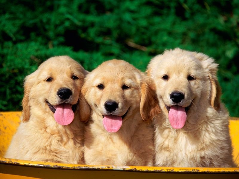 Dog 7