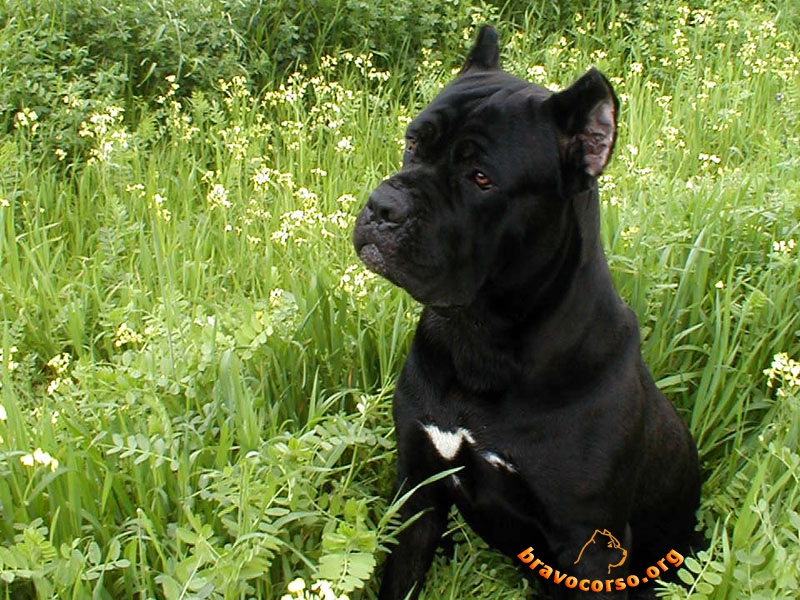 wallpapers dogs. dogs wallpaper.