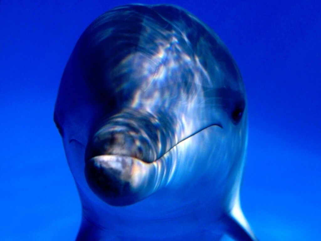 Dolphin 3