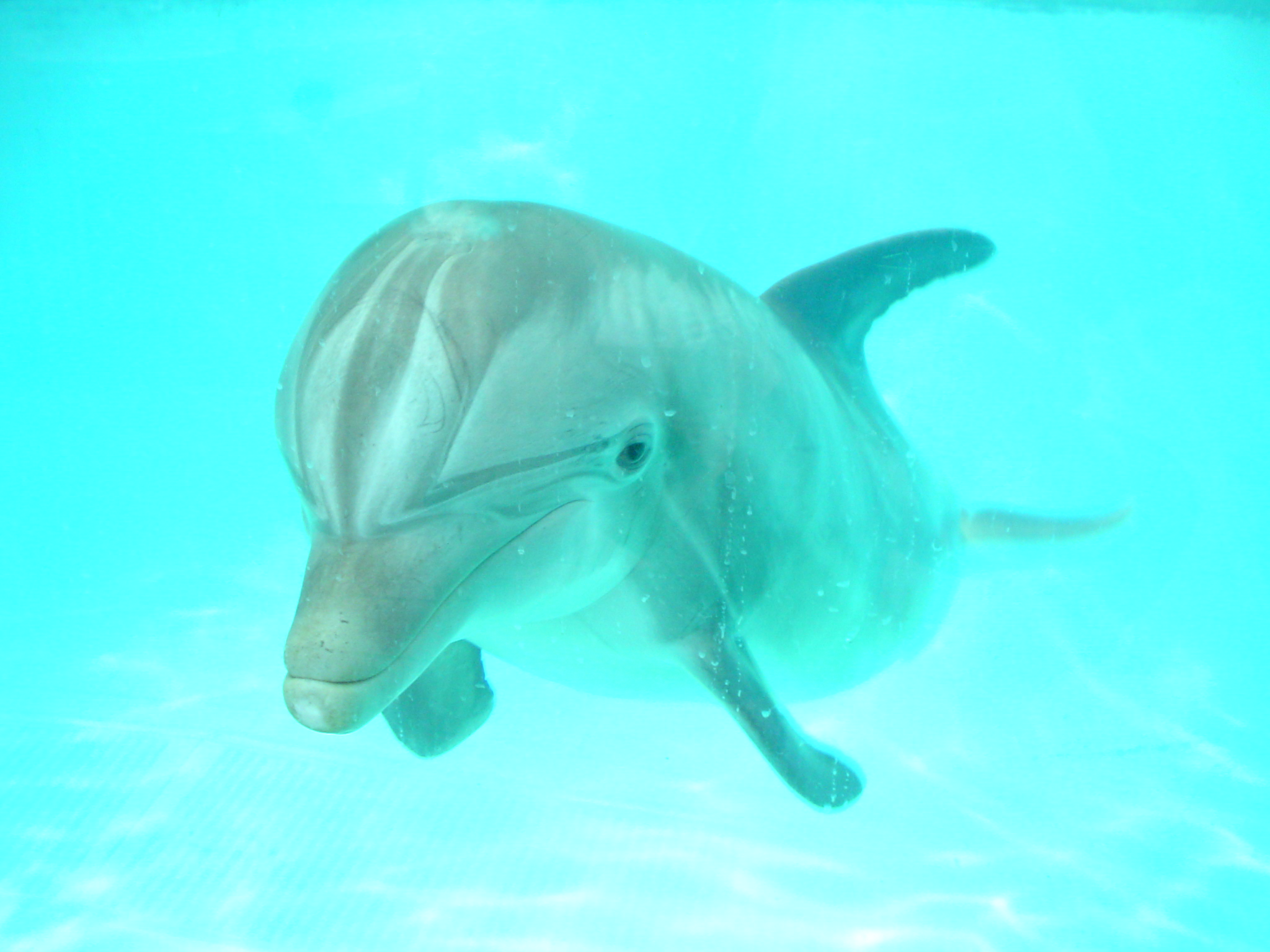 Dolphin 4