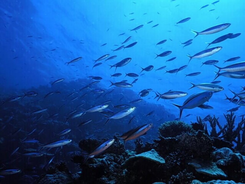 Fish 5