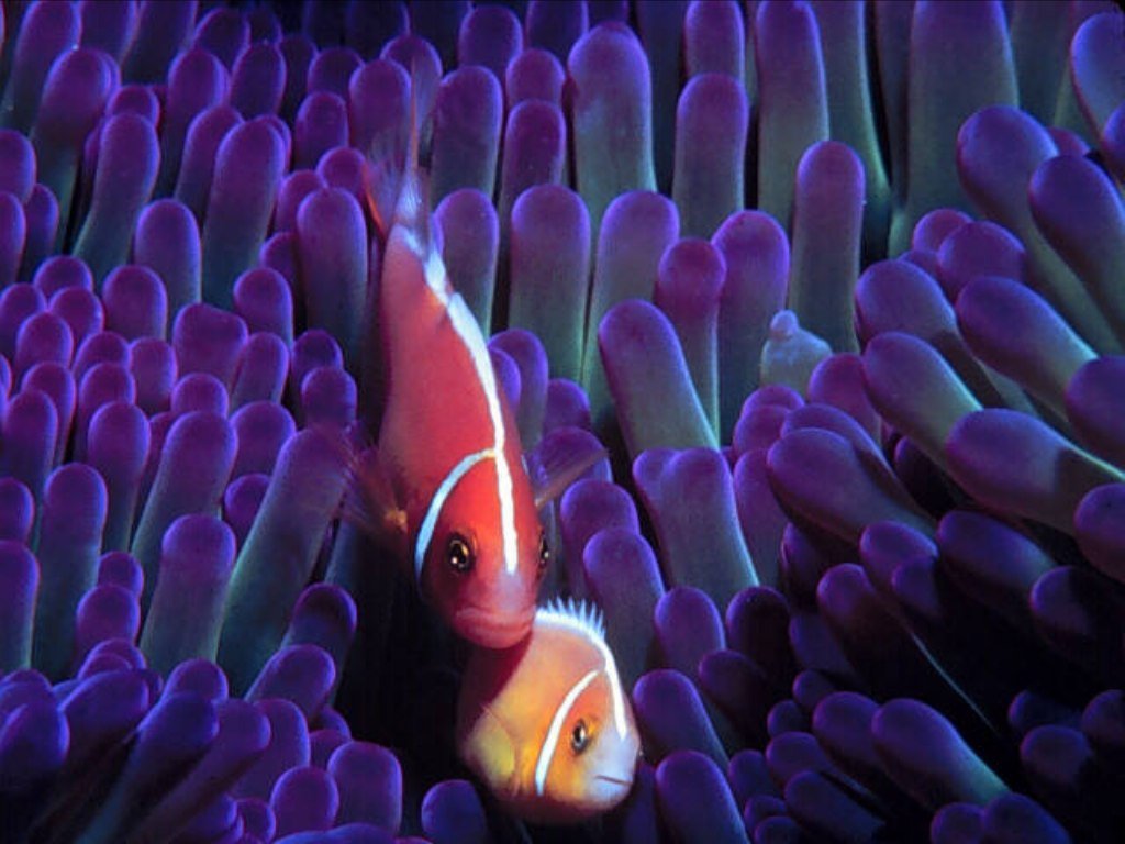 Fish 6