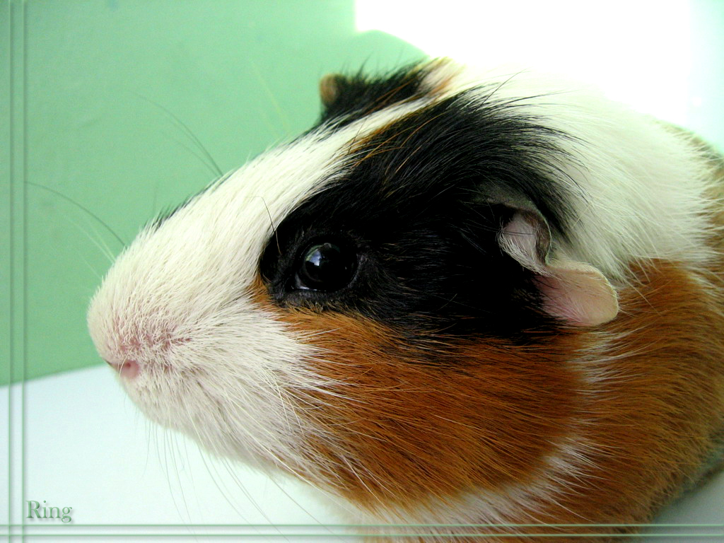 Guinea pig 2