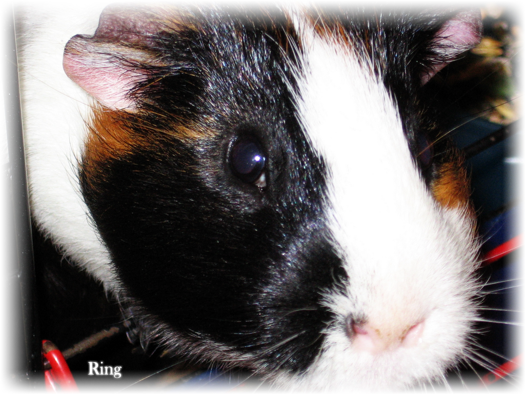 Guinea pig 3