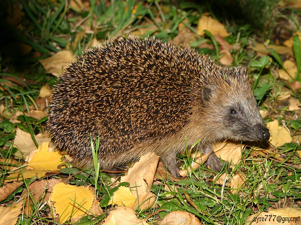 Hedgehog 1