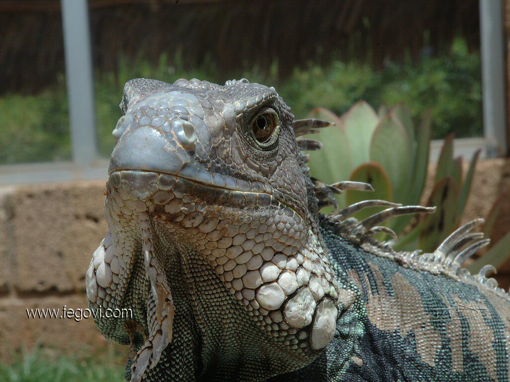 Iguana 1