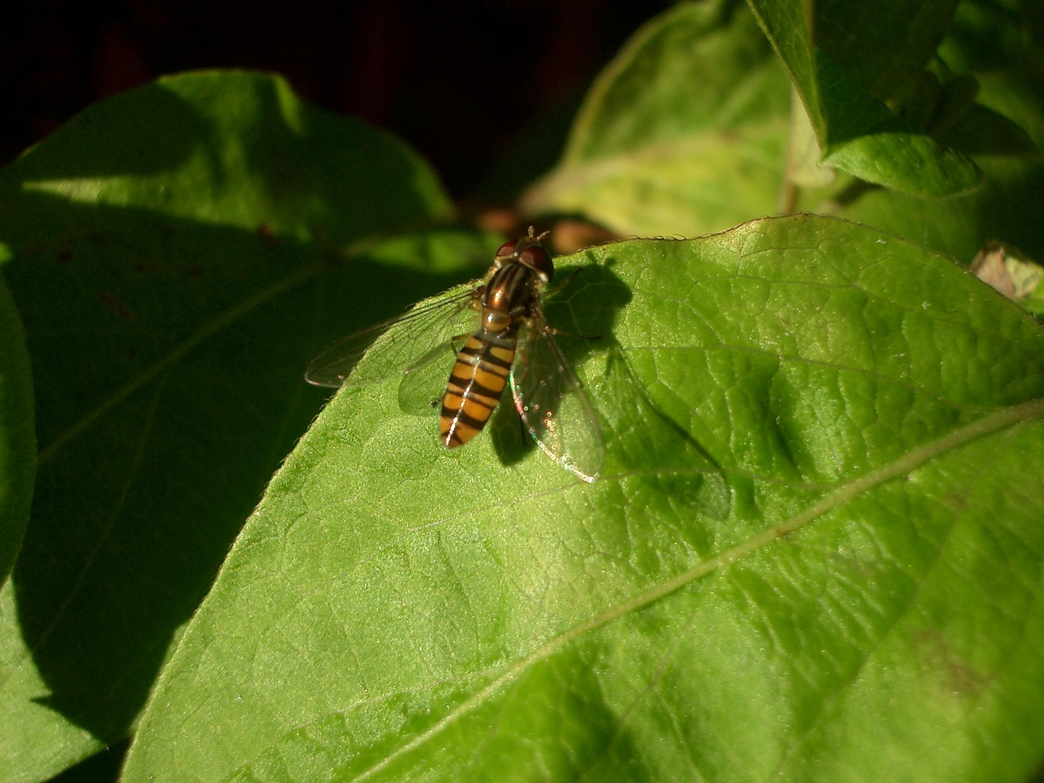 Insect 1