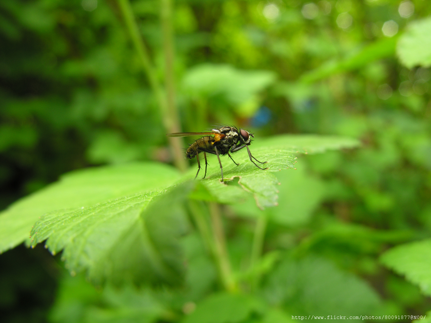 Insect 4
