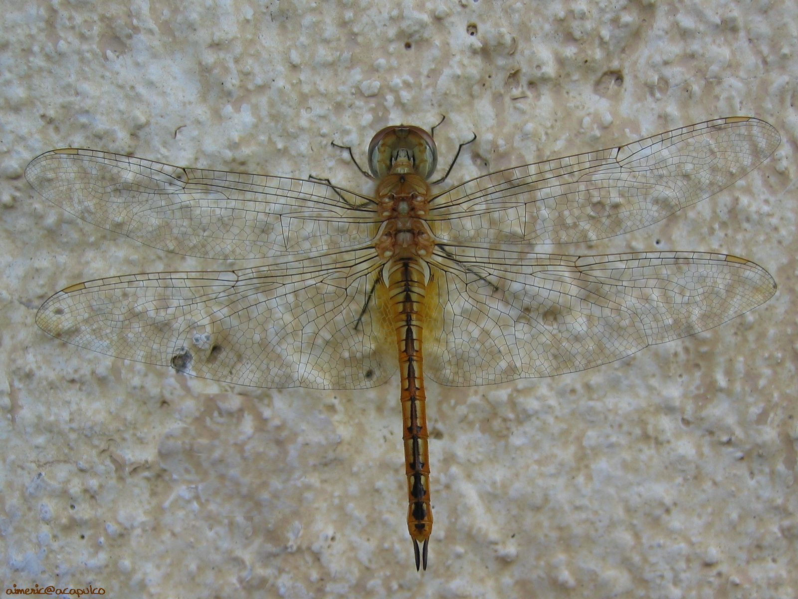 Insect 5