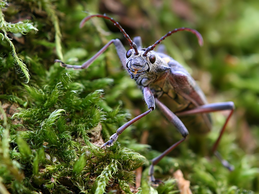 Insect 8