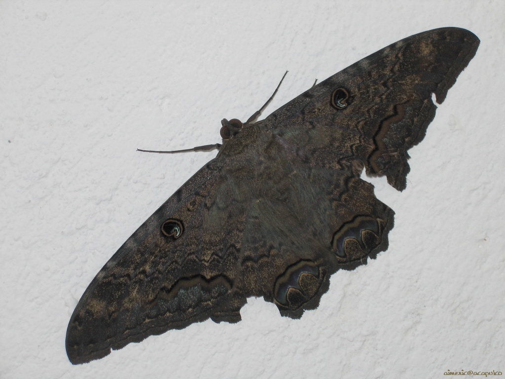 Insect 9