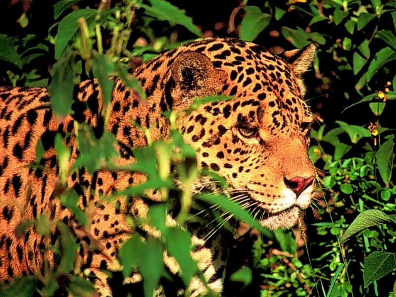Leopard 2