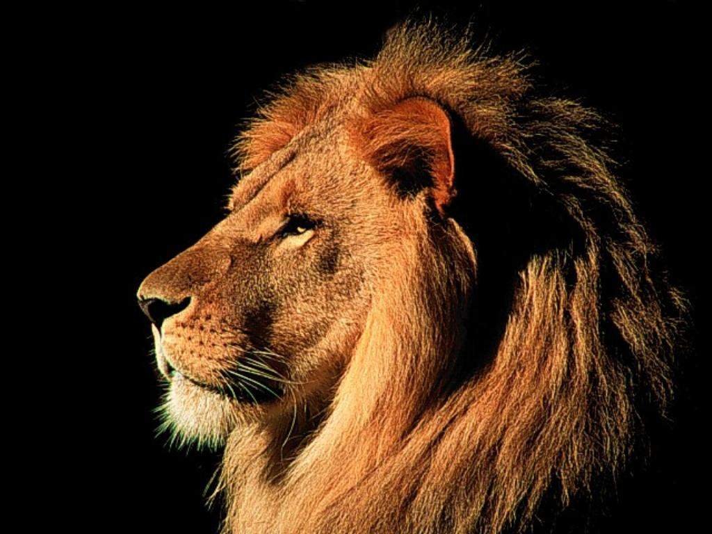 Lion 10