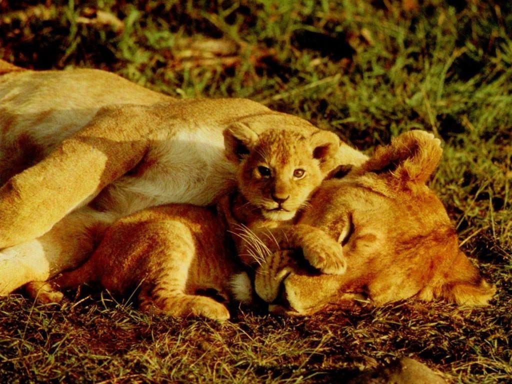 Lion 3