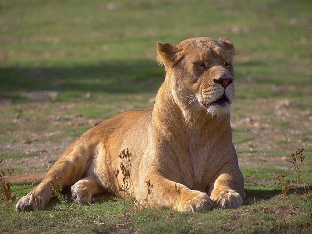 Lion 5