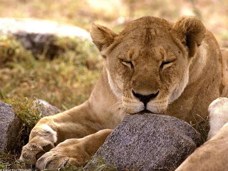 Lion 7 wallpaper lions wallpapers. Lion 7 wallpaper