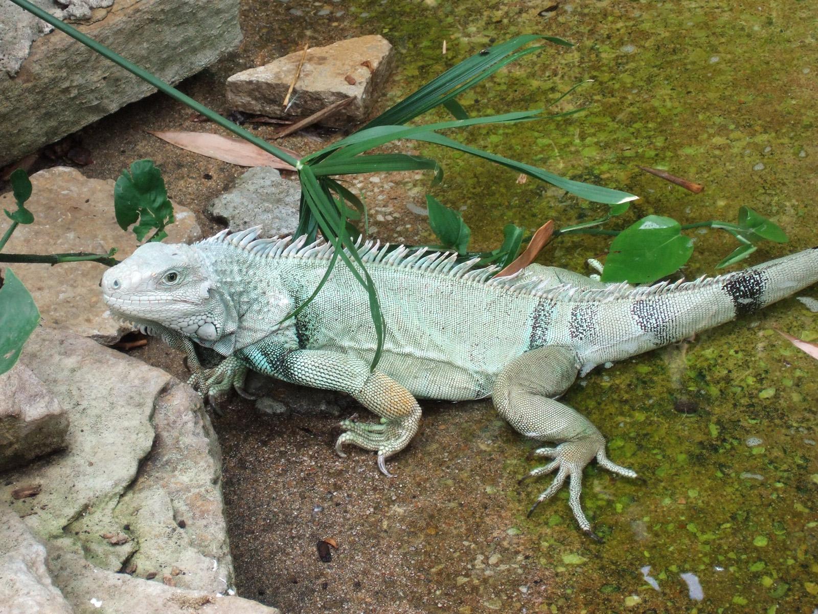 Lizard 2
