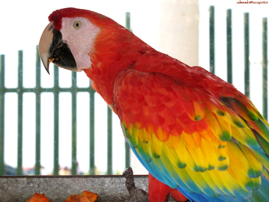 Parrot 3