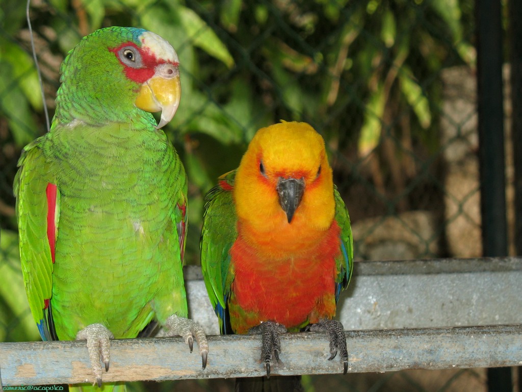 You are viewing the animals parrot wallpaper named Parrot 4.